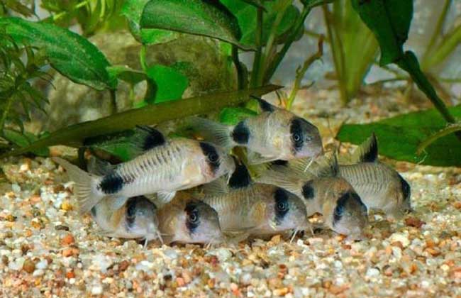 吃魚(yú)屎的魚(yú)有哪些 觀賞魚(yú)養(yǎng)殖技術(shù)