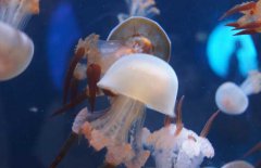 海蜇能蜇死人嗎?如何預防被蜇傷