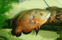 地圖魚吃什么長得快，地圖魚吃什么飼料好？