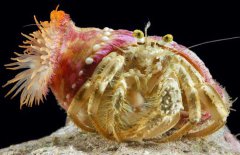 寄居蟹如何與?？采? /></a>
            <a href=