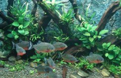 紅腹食人鯧怎么養(yǎng)，紅腹食人鯧的習(xí)性特點(diǎn)