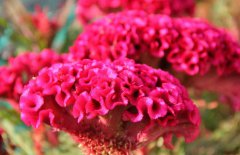 雞冠花治婦科病嗎,它有哪些作用