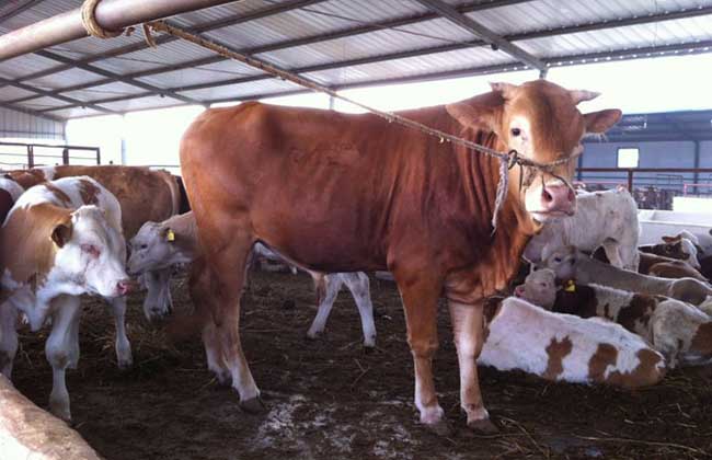 魯西黃牛養(yǎng)殖技巧