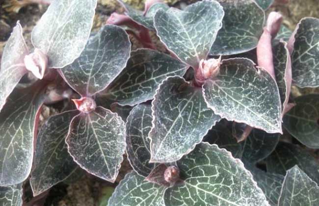 海南種植什么藥材最賺錢 中藥材種植技術