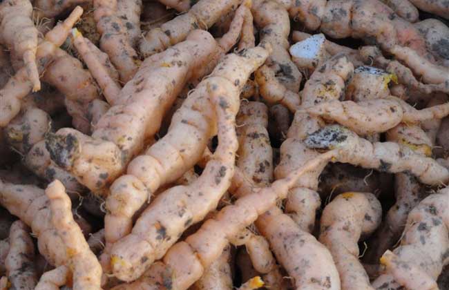 山西種植什么藥材最賺錢 中藥材種植技術(shù)