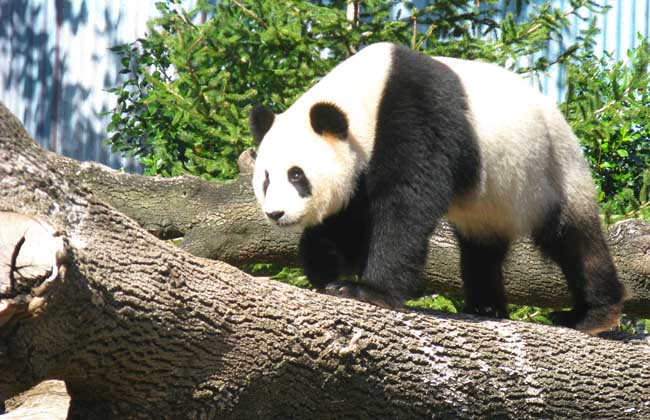 大熊貓吃什么食物 熊的功效與作用