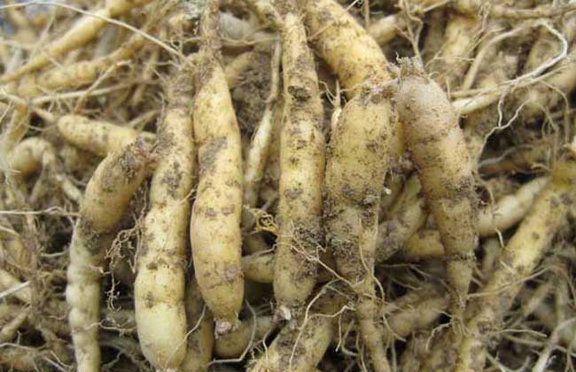 福建種植什么藥材最賺錢 中藥材市場