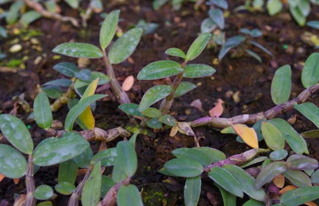 廣西種植什么藥材最賺錢 中藥材天地網(wǎng)