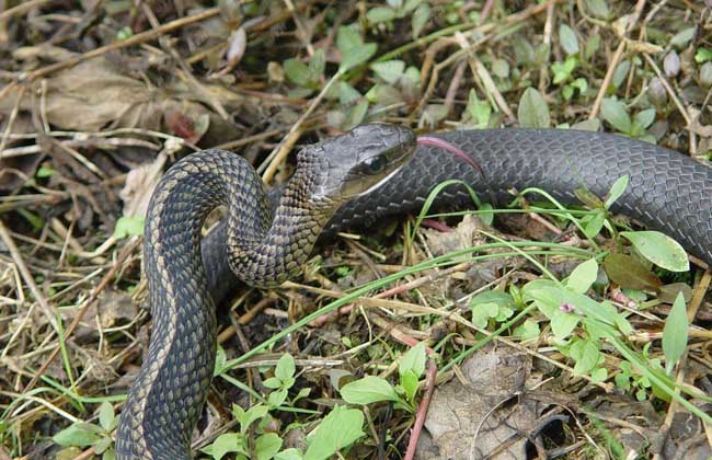 浙江種植什么藥材最賺錢 中藥材種植技術