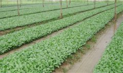 番茄、辣椒和茄子的育苗技術(shù)有什么不同之處