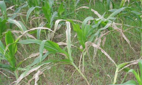 農(nóng)作物發(fā)生藥害的原因
