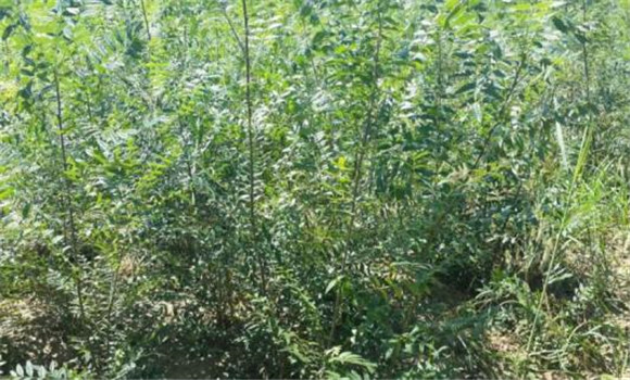 文冠果的育苗技術