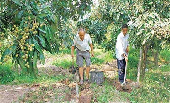 龍眼的施肥技術(shù)