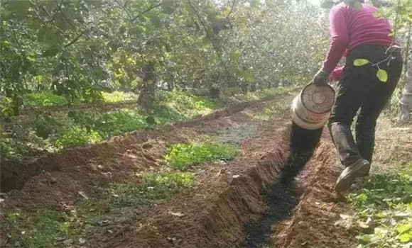 秋季施足基肥，增加貯存營(yíng)養(yǎng)