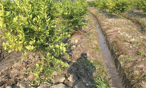 增強光照、提高光合能力