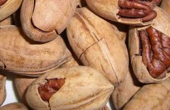 碧根果什么時候成熟，碧根果的產(chǎn)地在哪里？