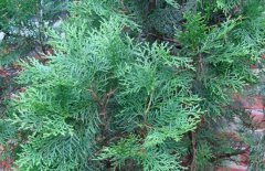 日本扁柏簡(jiǎn)介，日本扁柏的栽培管理問題