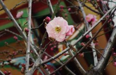 立春的含義是什么，關(guān)于立春的農(nóng)業(yè)諺語有哪些