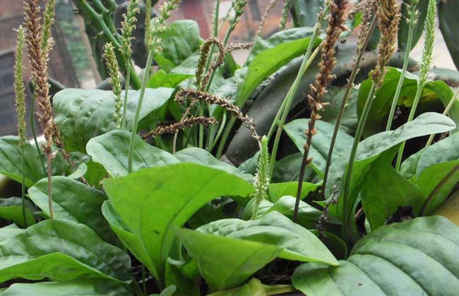 車前草種植技術(shù) 車前草的產(chǎn)地環(huán)境