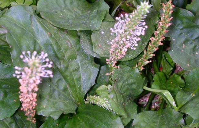 車前草能治療痛風(fēng)嗎 車前草的作用與功效