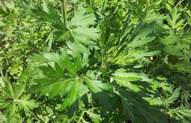 艾草的功效與作用 花卉的功效與作用