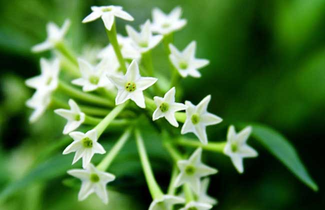 夜來香的功效與作用 夜來香的功效與作用