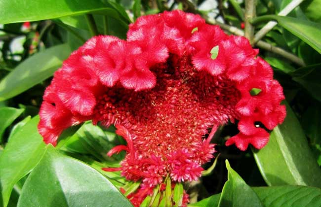 雞冠花的作用主要有哪些 雞冠花的功效與作用