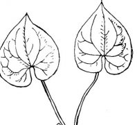 中藥細(xì)辛栽培管理技術(shù)