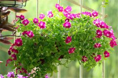 牽牛和矮牽牛有何異同，它們的區(qū)別是什么？