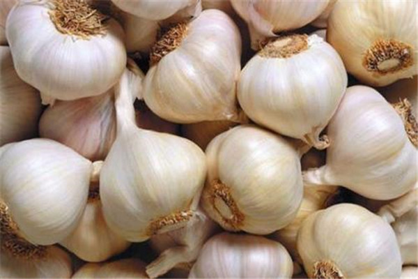 大蒜休眠期是多長時(shí)間