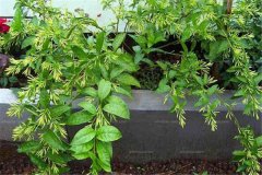 有哪些香花(花卉)適合家庭陽臺(tái)盆栽養(yǎng)殖