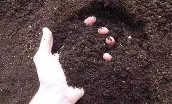 今后生物有機復(fù)合肥料的發(fā)展方向