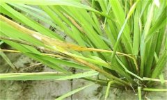 水田除草劑藥害的癥狀及預(yù)防、防治方法與措施