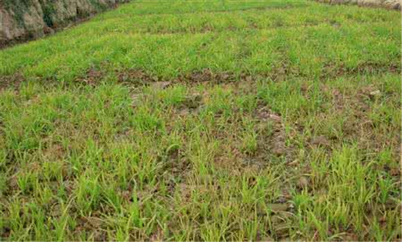 農(nóng)作物施用化肥方法不當