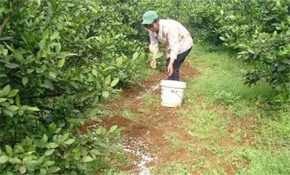 秋季宜增施磷、鋅肥