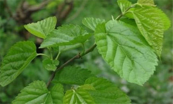 桑葉有清肺潤燥、止咳化瘺的功效