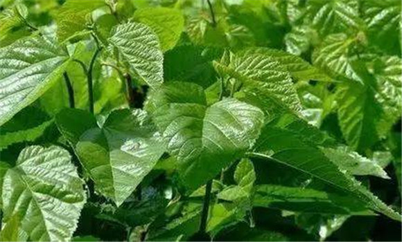 桑葉有平肝潛陽、明目除煩的功效