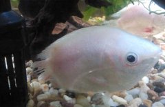 接吻魚為什么接吻？