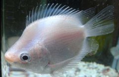 接吻魚怎么養(yǎng)才好？接吻魚飼養(yǎng)管理技術(shù)