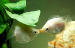 接吻魚好不好養(yǎng)殖，接吻魚怎么養(yǎng)才好？