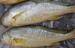 黃花魚能人工養(yǎng)殖嗎？