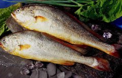 黃花魚是海魚嗎？選購黃花魚要注意哪些？