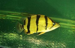 虎魚和什么魚混養(yǎng)，虎魚混養(yǎng)注意事項