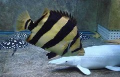 泰國(guó)虎魚吃什么，泰國(guó)虎魚怎么養(yǎng)？