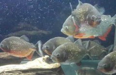 紅腹水虎魚吃什么，紅腹水虎魚怎么養(yǎng)？