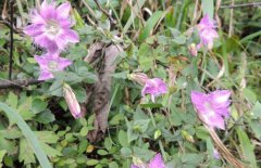 龍膽草產(chǎn)地在哪里、有幾個(gè)品種 對(duì)生長(zhǎng)環(huán)境要求