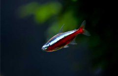 寶蓮燈魚怎么養(yǎng)？寶蓮燈魚形態(tài)特征