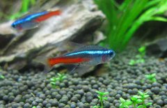 紅綠燈魚怎么養(yǎng),紅綠燈魚的仔魚如何管理