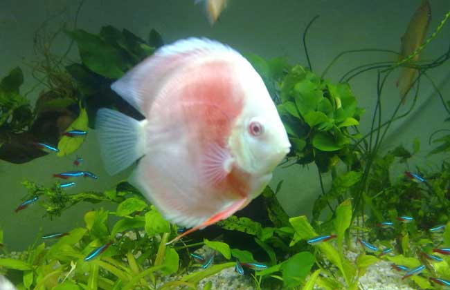 七彩神仙魚(yú)怎么飼養(yǎng)