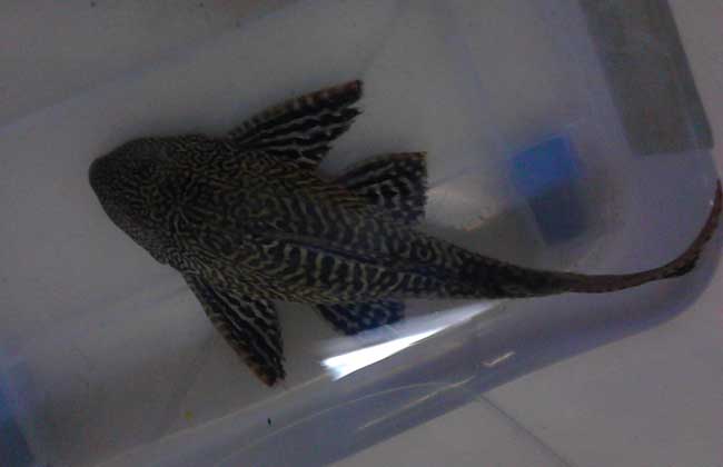 清道夫魚怎么飼養(yǎng)？